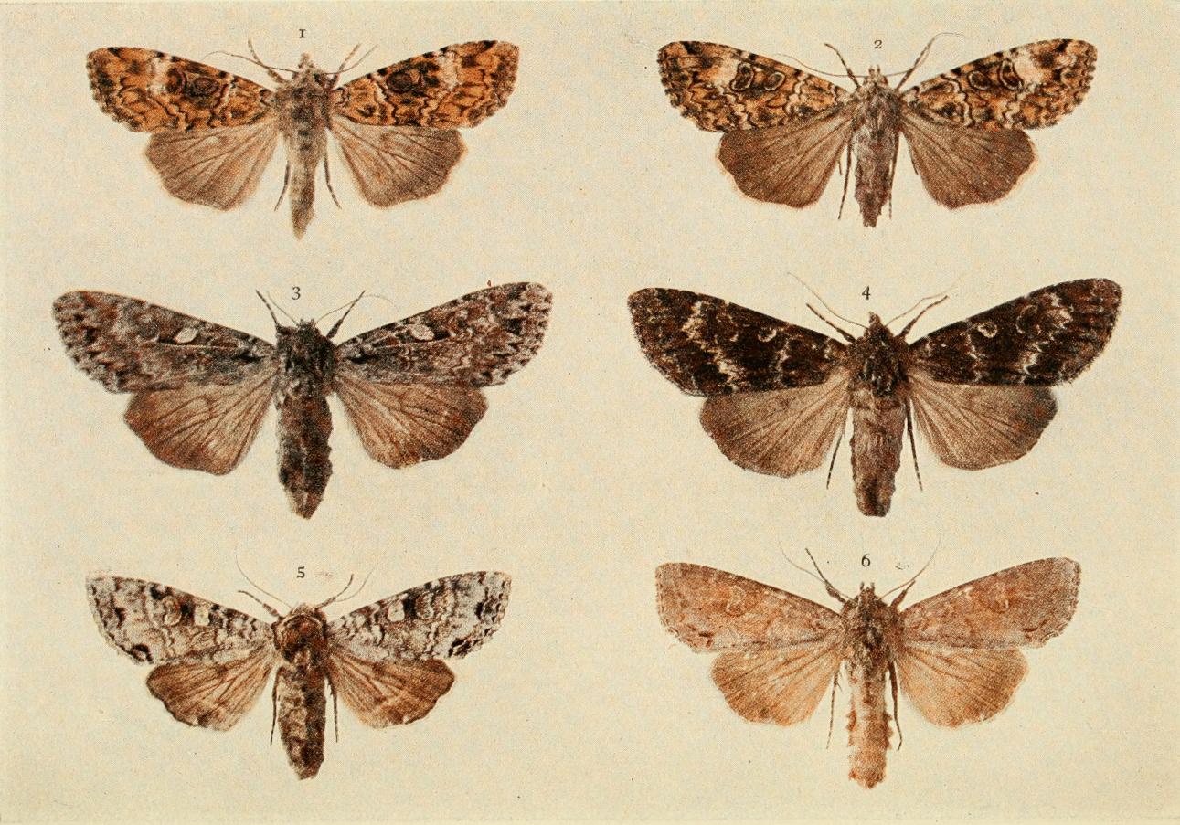 Plate 117 Plate 117