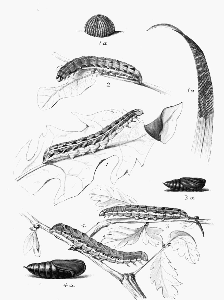 Plate 118 Plate 118