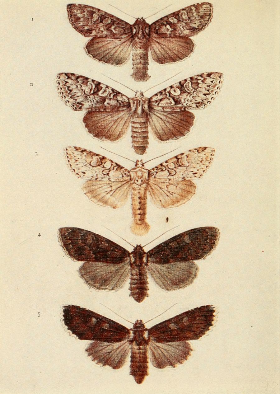 Plate 119 Plate 119
