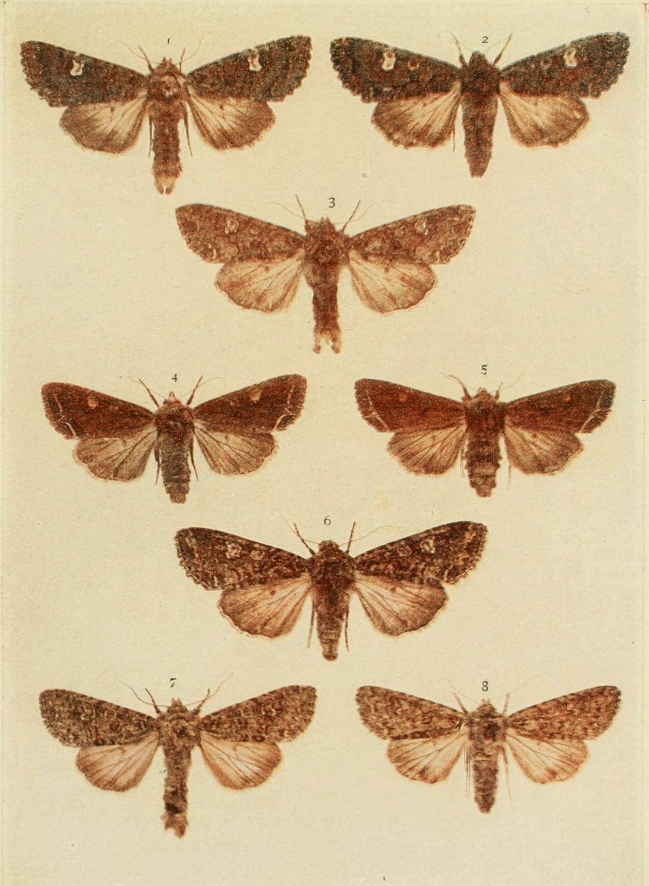 Plate 120 Plate 120