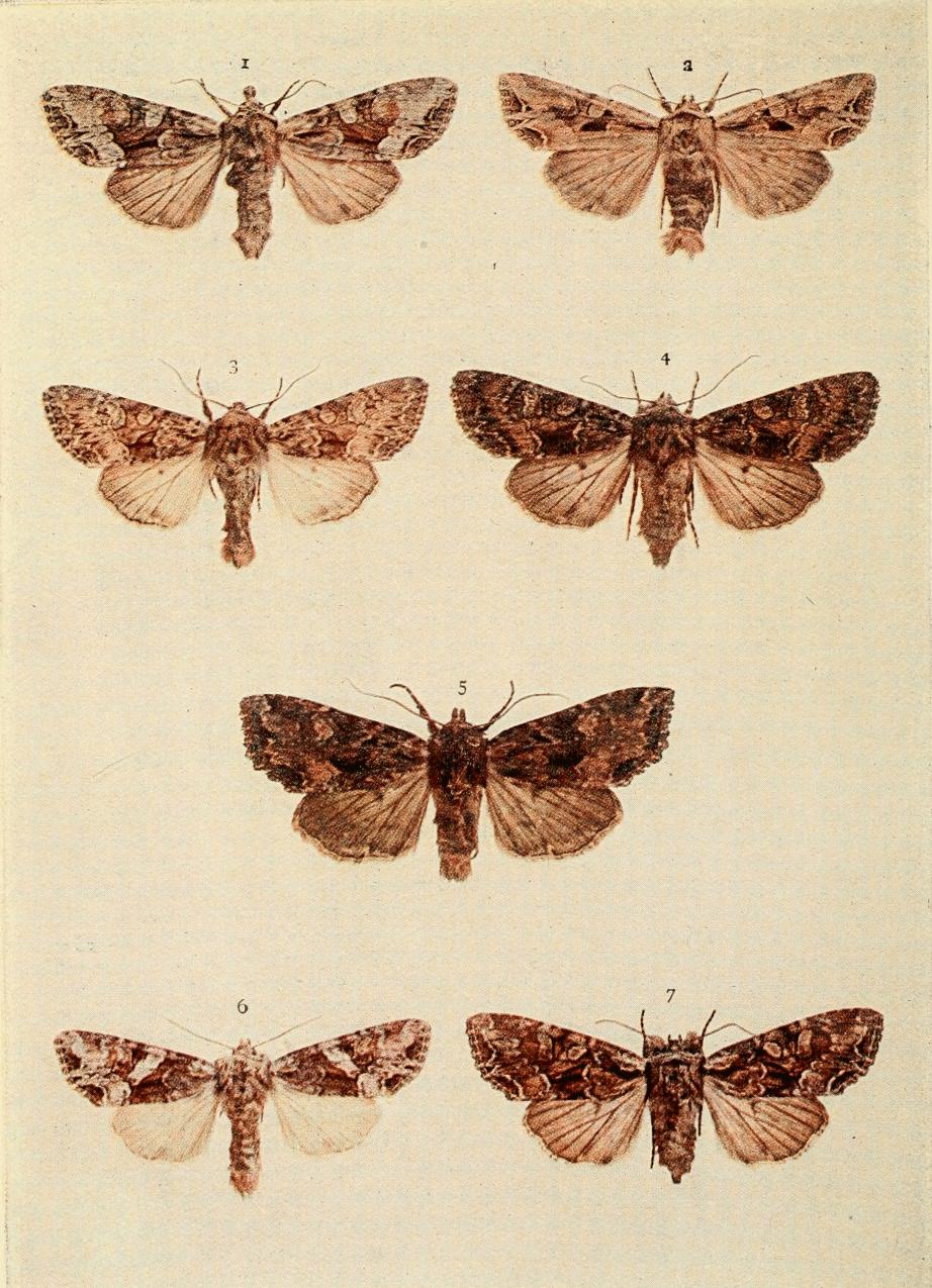 Plate 121 Plate 121