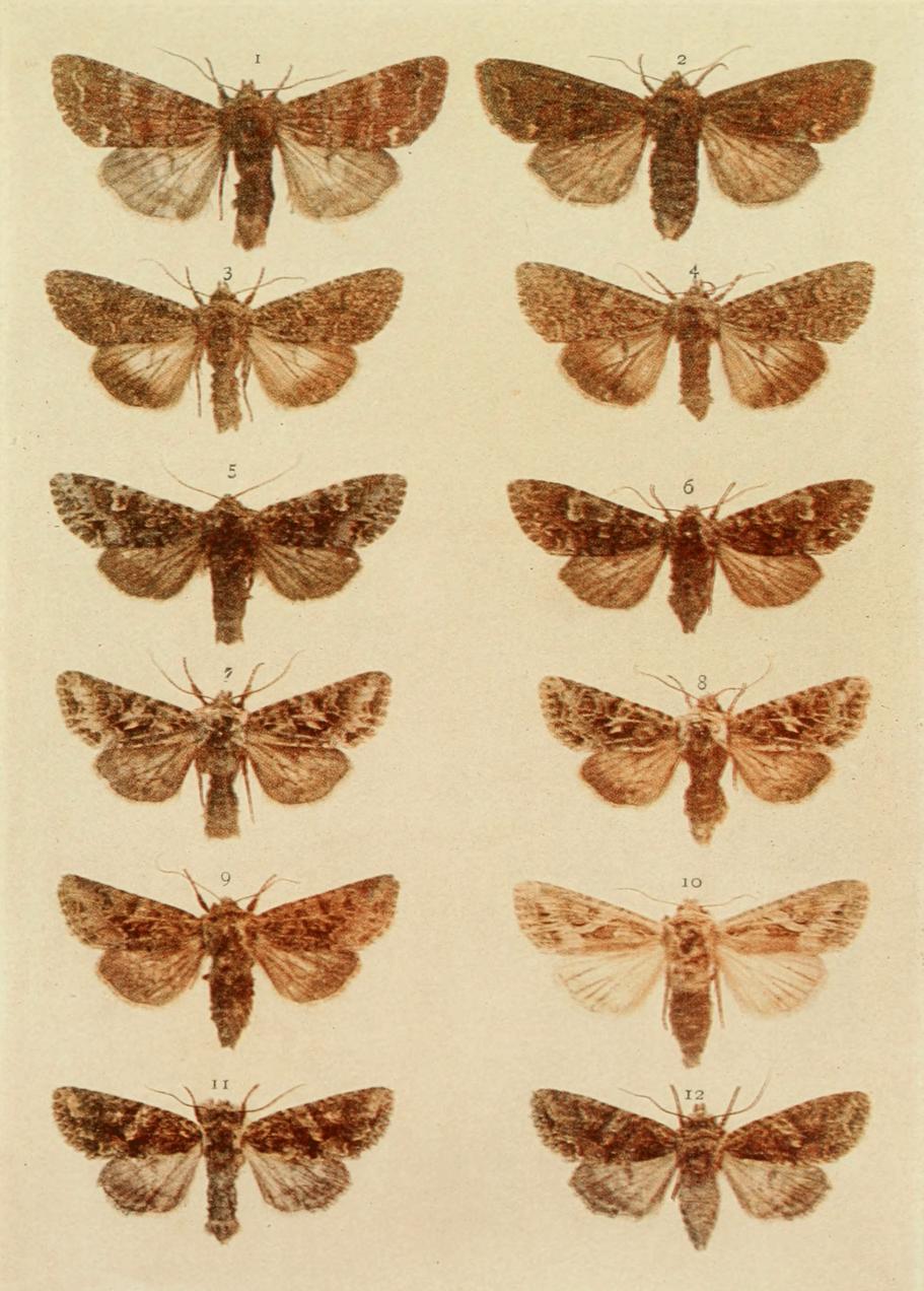 Plate 122 Plate 122