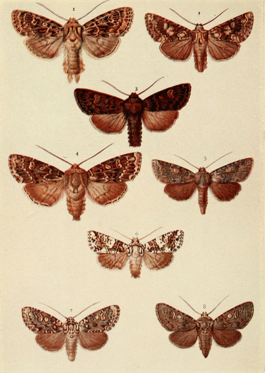 Plate 123 Plate 123