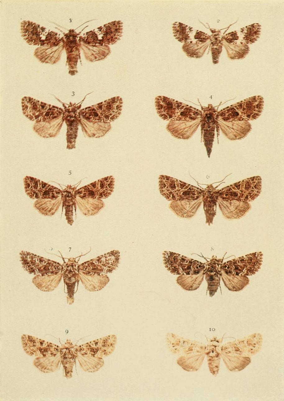Plate 124 Plate 124