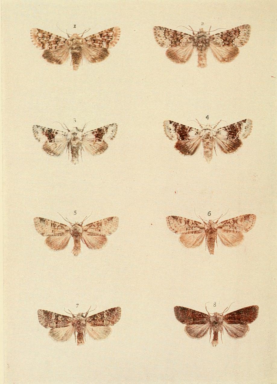 Plate 125 Plate 125
