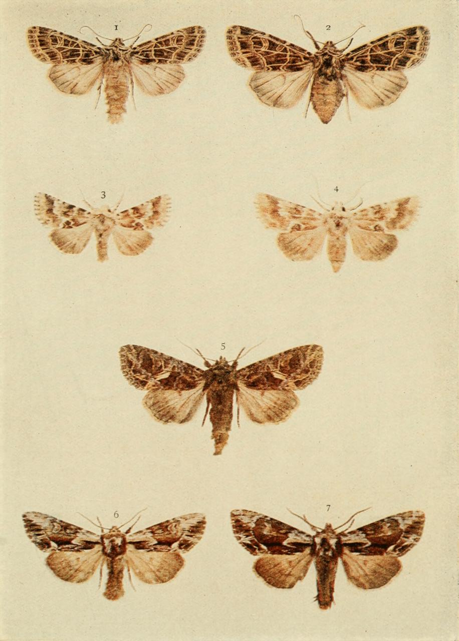 Plate 126 Plate 126