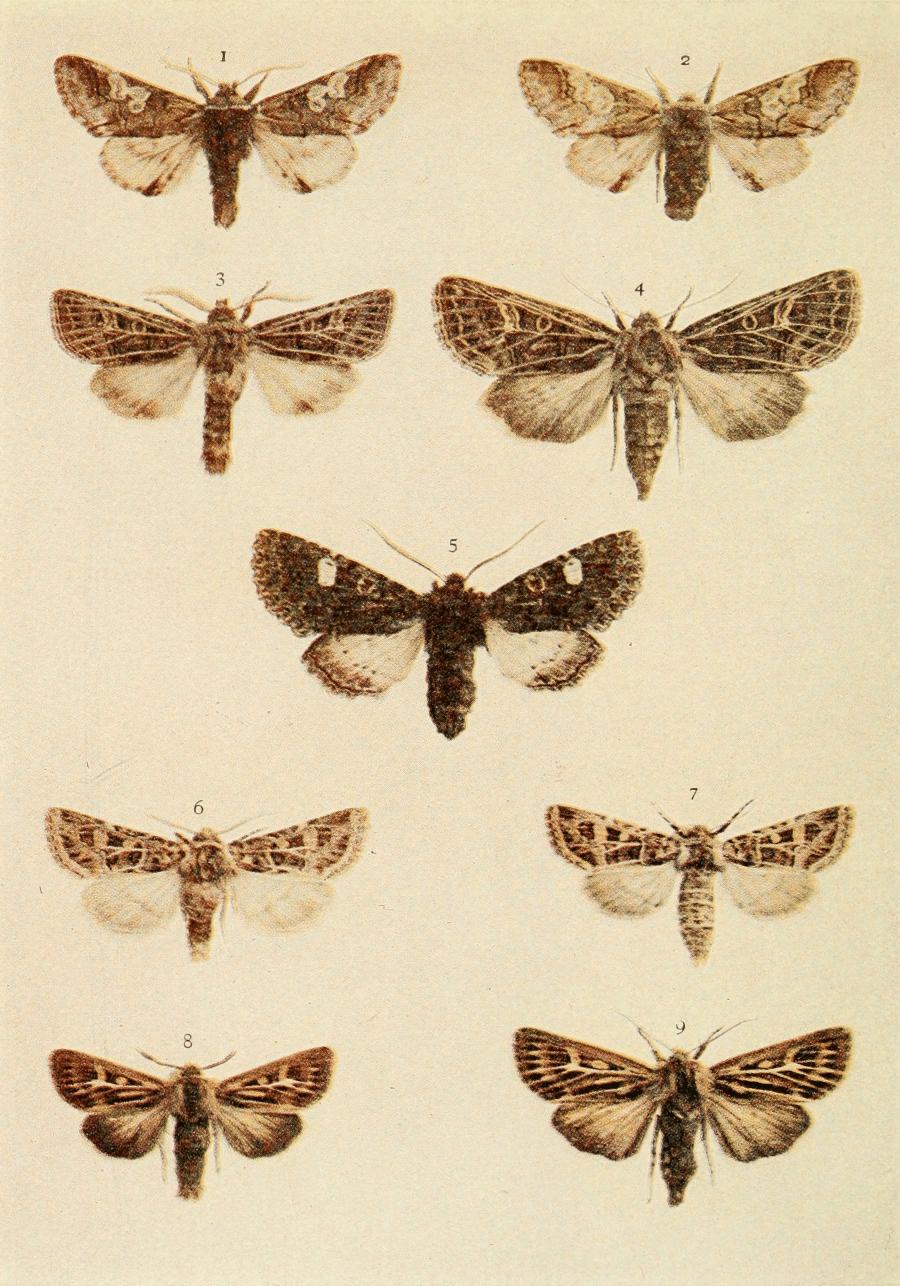 Plate 127 Plate 127