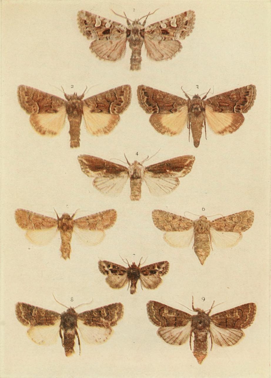 Plate 128 Plate 128
