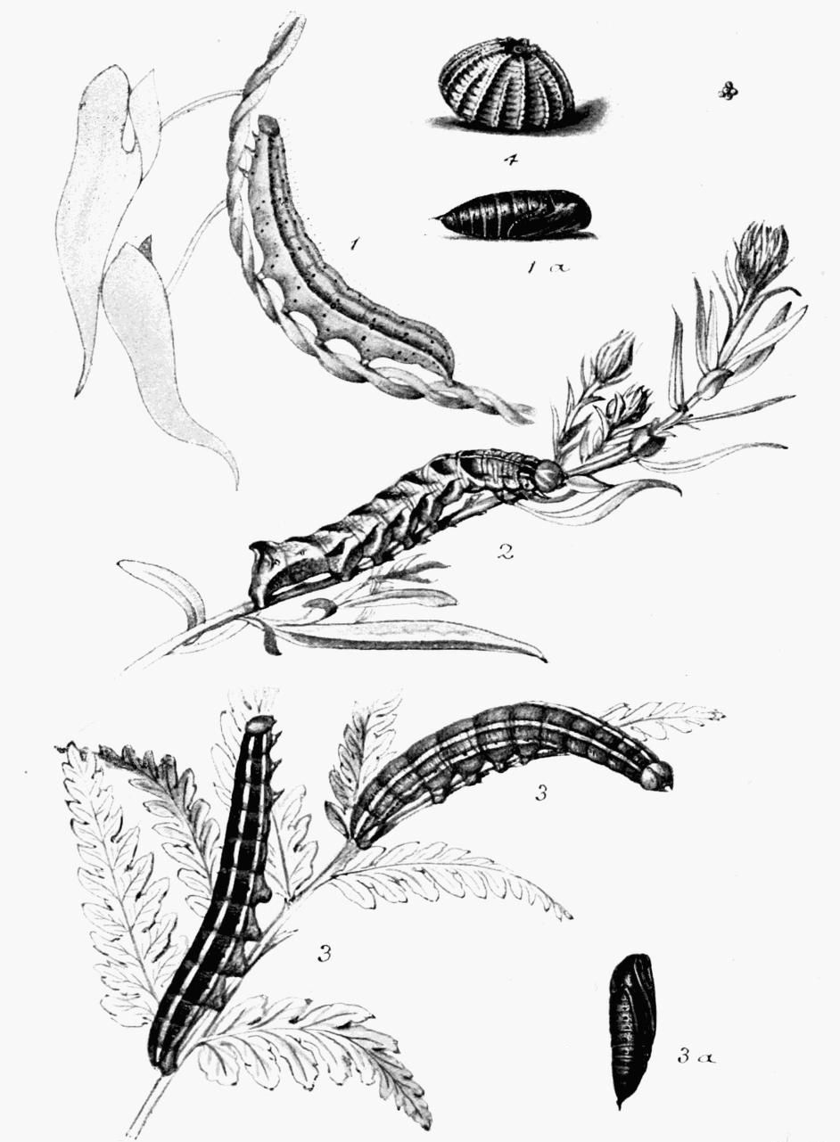 Plate 129 Plate 129