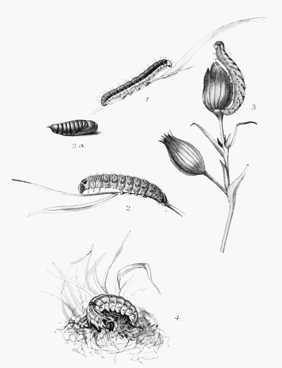 Plate 130 Plate 130