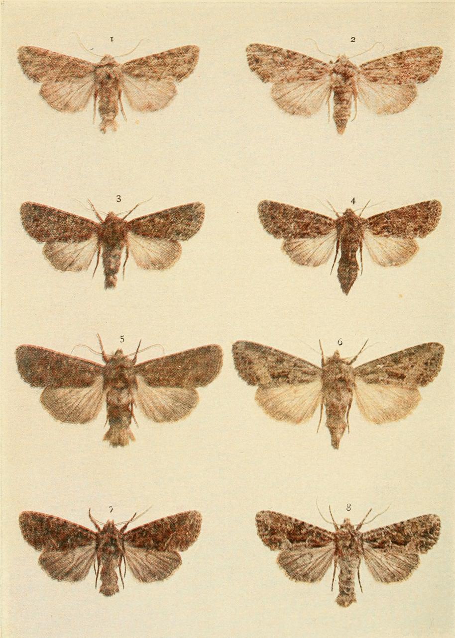 Plate 131 Plate 131