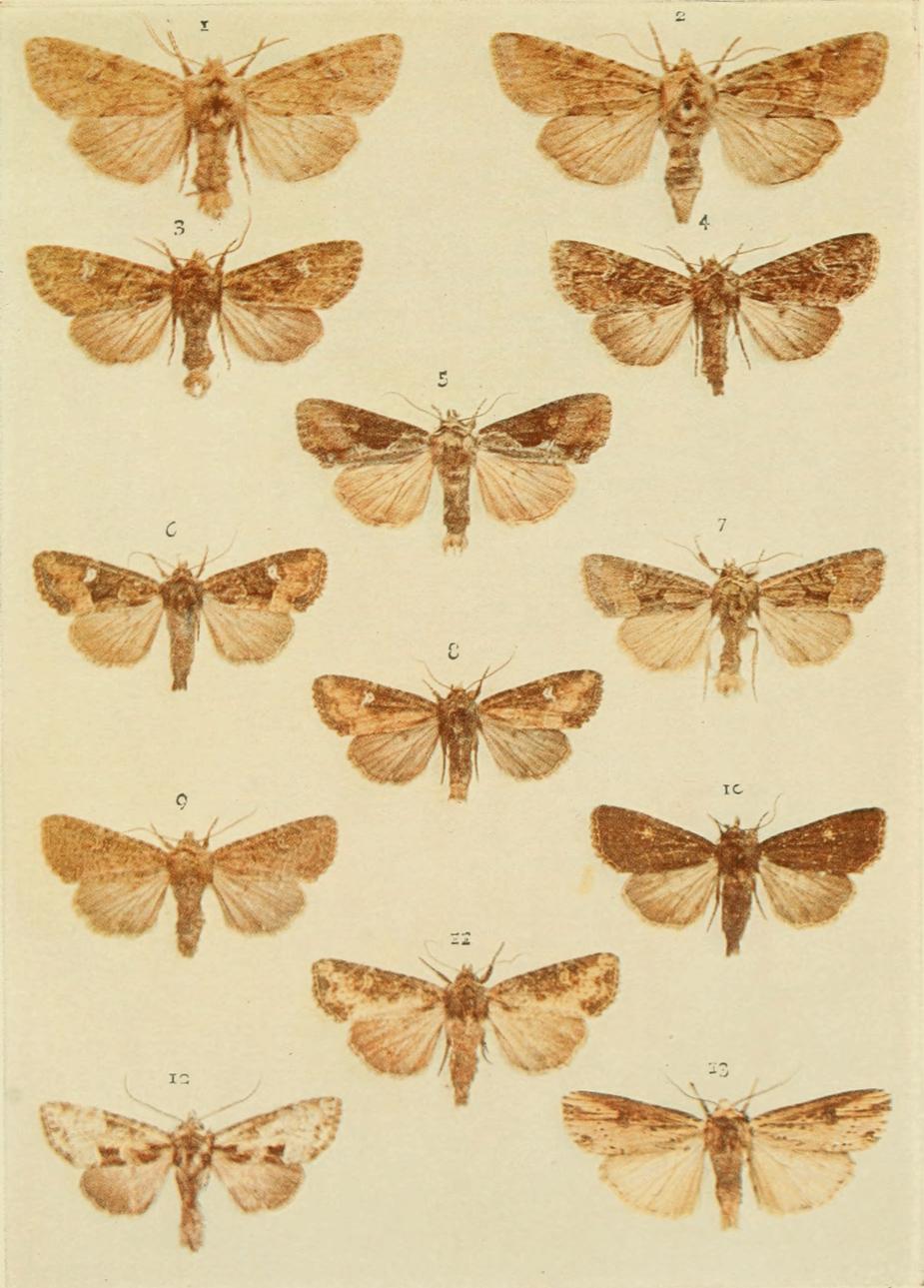Plate 132 Plate 132