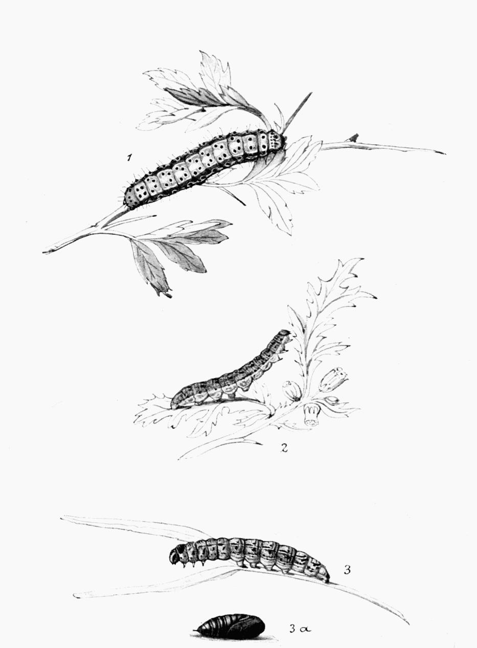 Plate 133 Plate 133