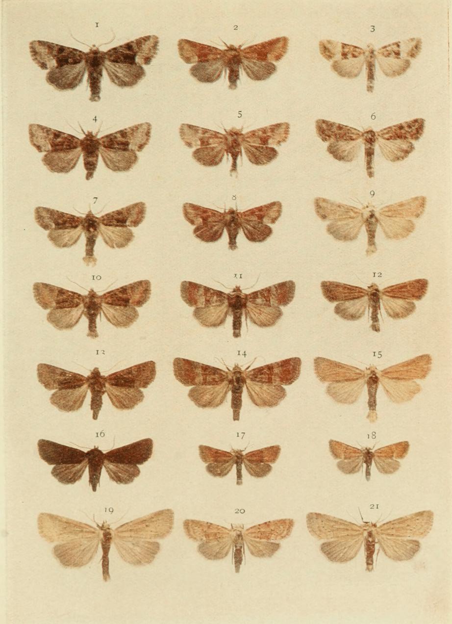 Plate 134 Plate 134