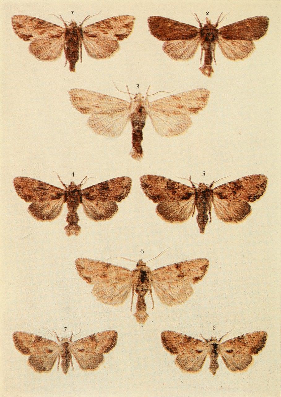 Plate 135 Plate 135