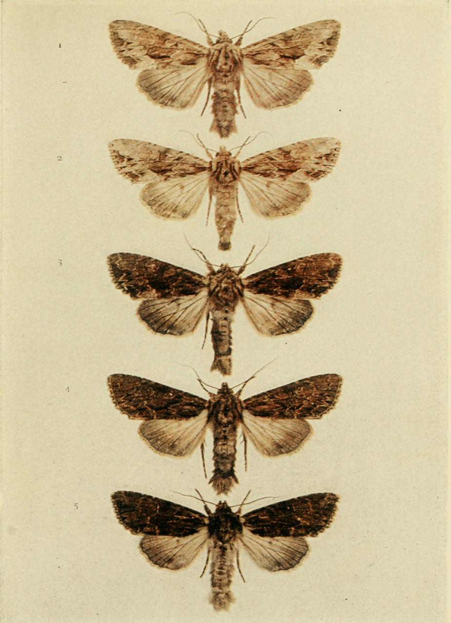 Plate 136 Plate 136