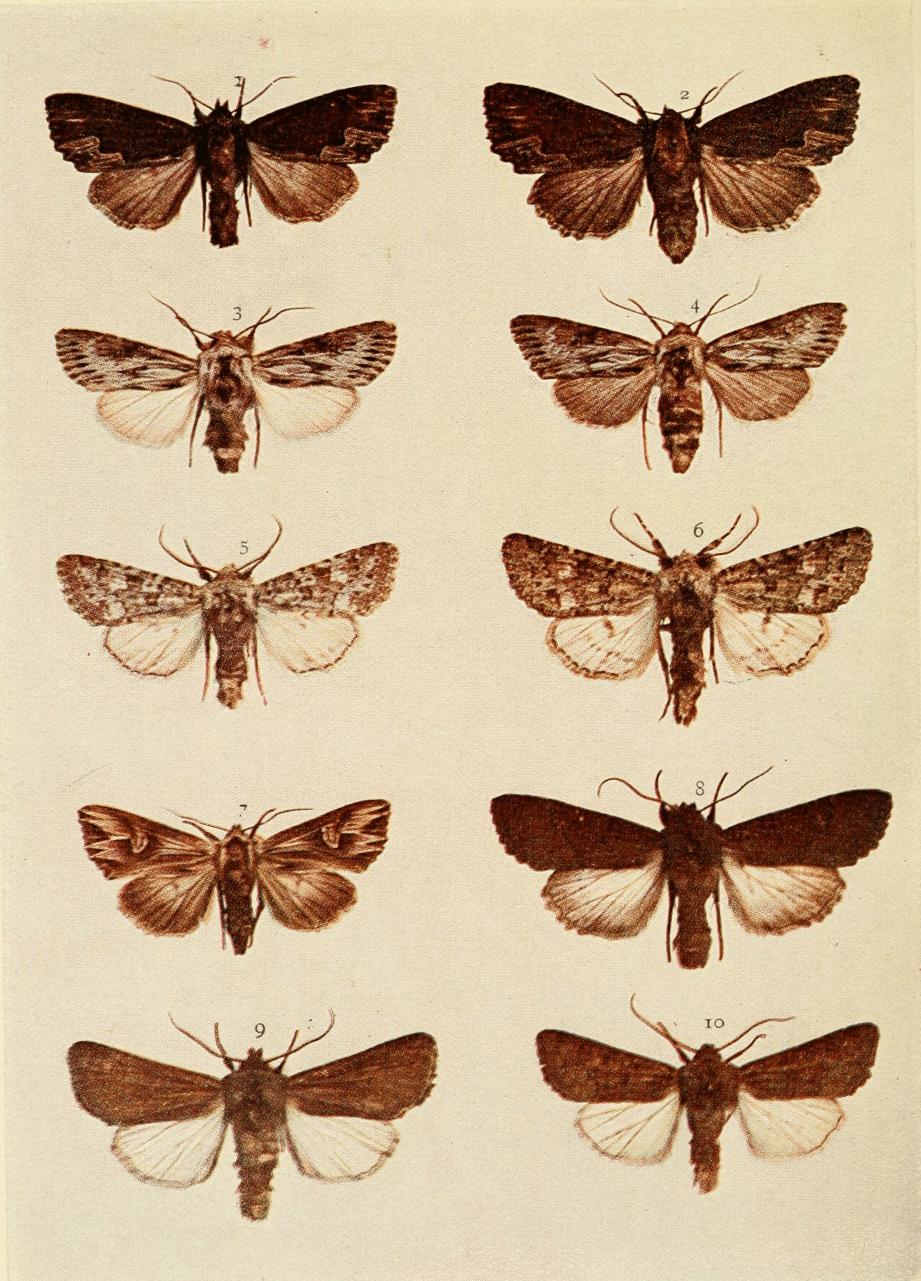 Plate 137 Plate 137