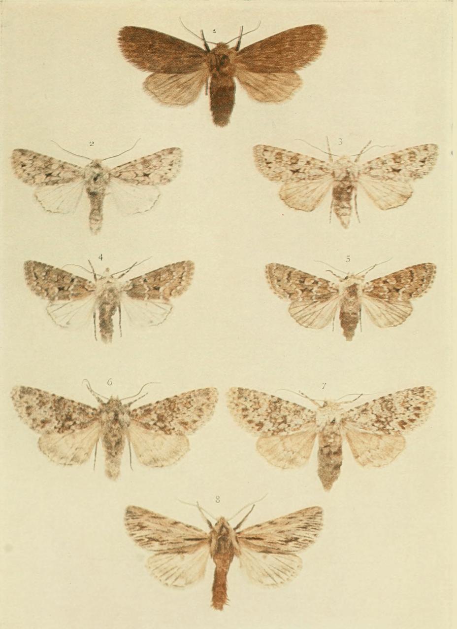 Plate 138 Plate 138