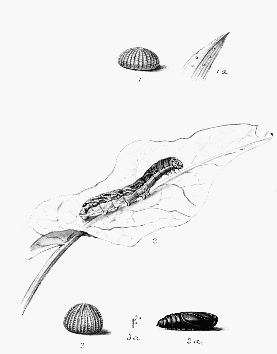 Plate 139 Plate 139