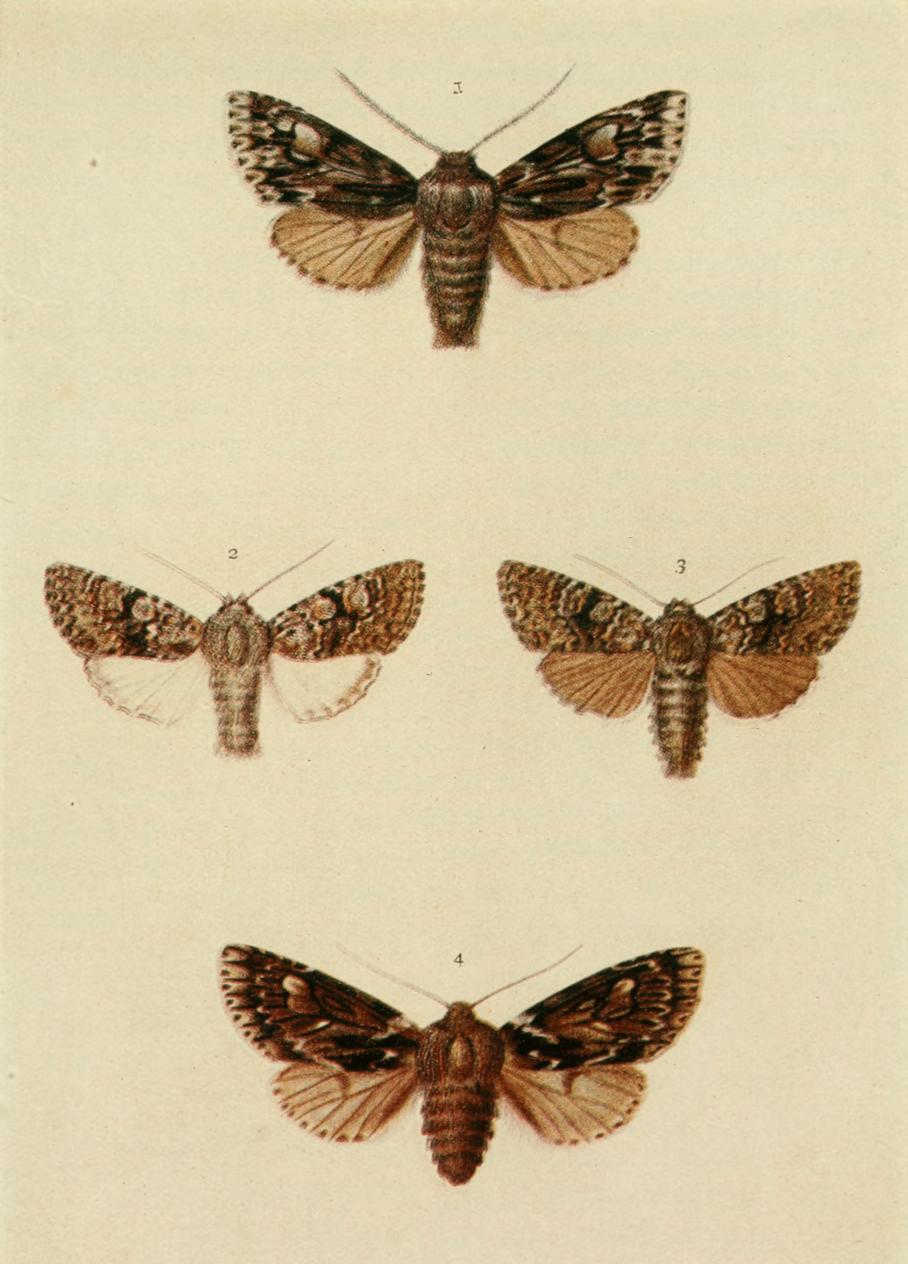 Plate 140 Plate 140
