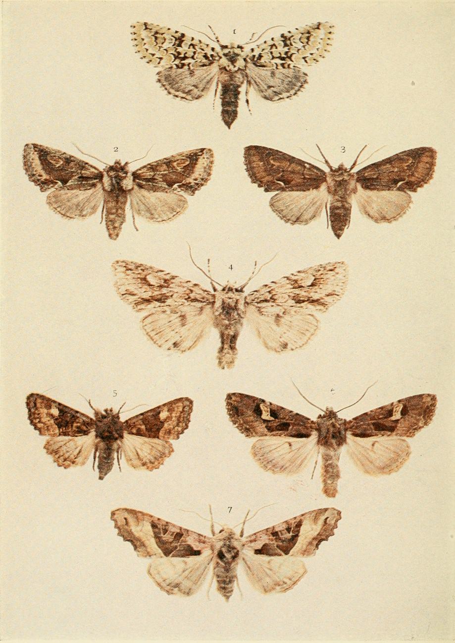 Plate 141 Plate 141
