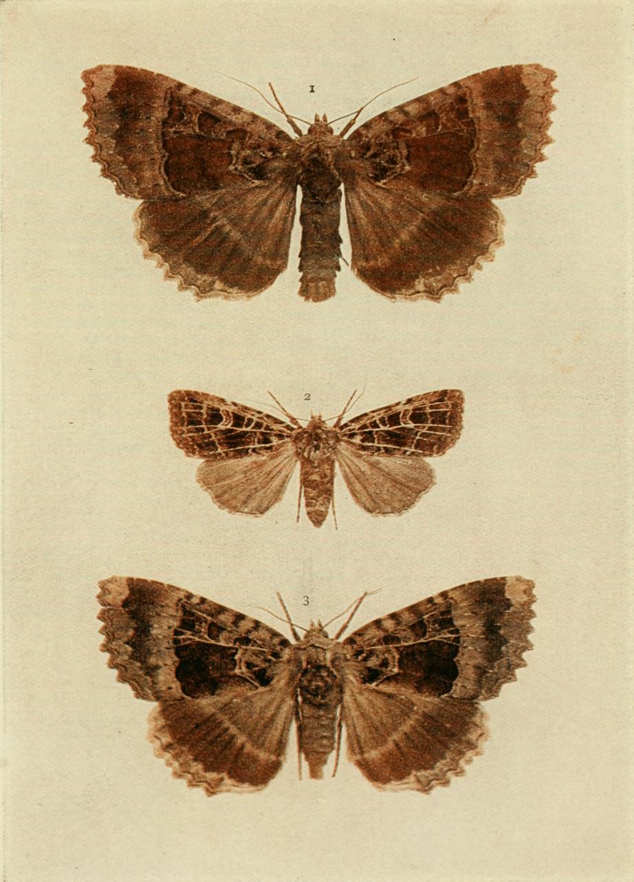 Plate 142 Plate 142