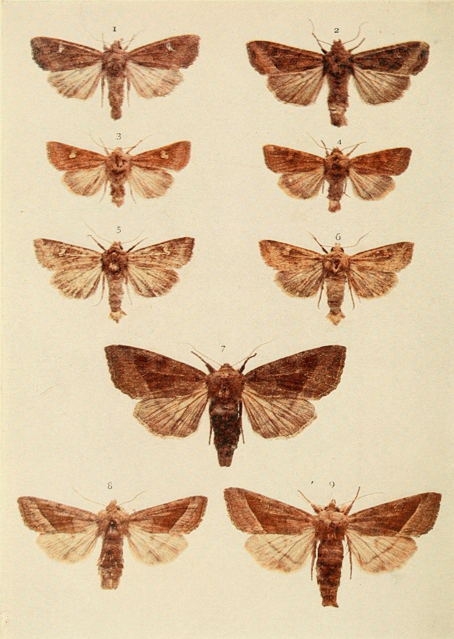 Plate 143 Plate 143