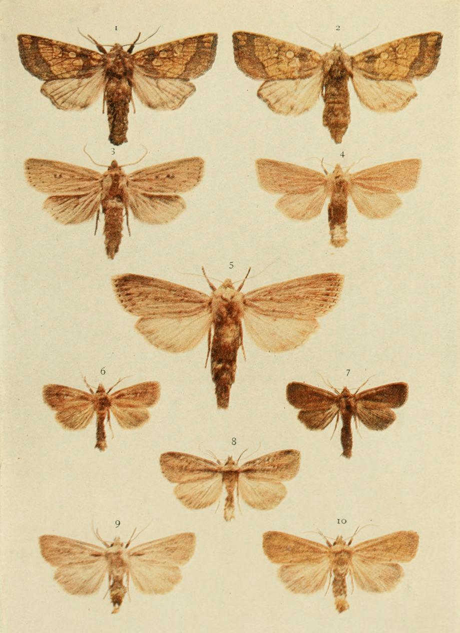 Plate 144 Plate 144