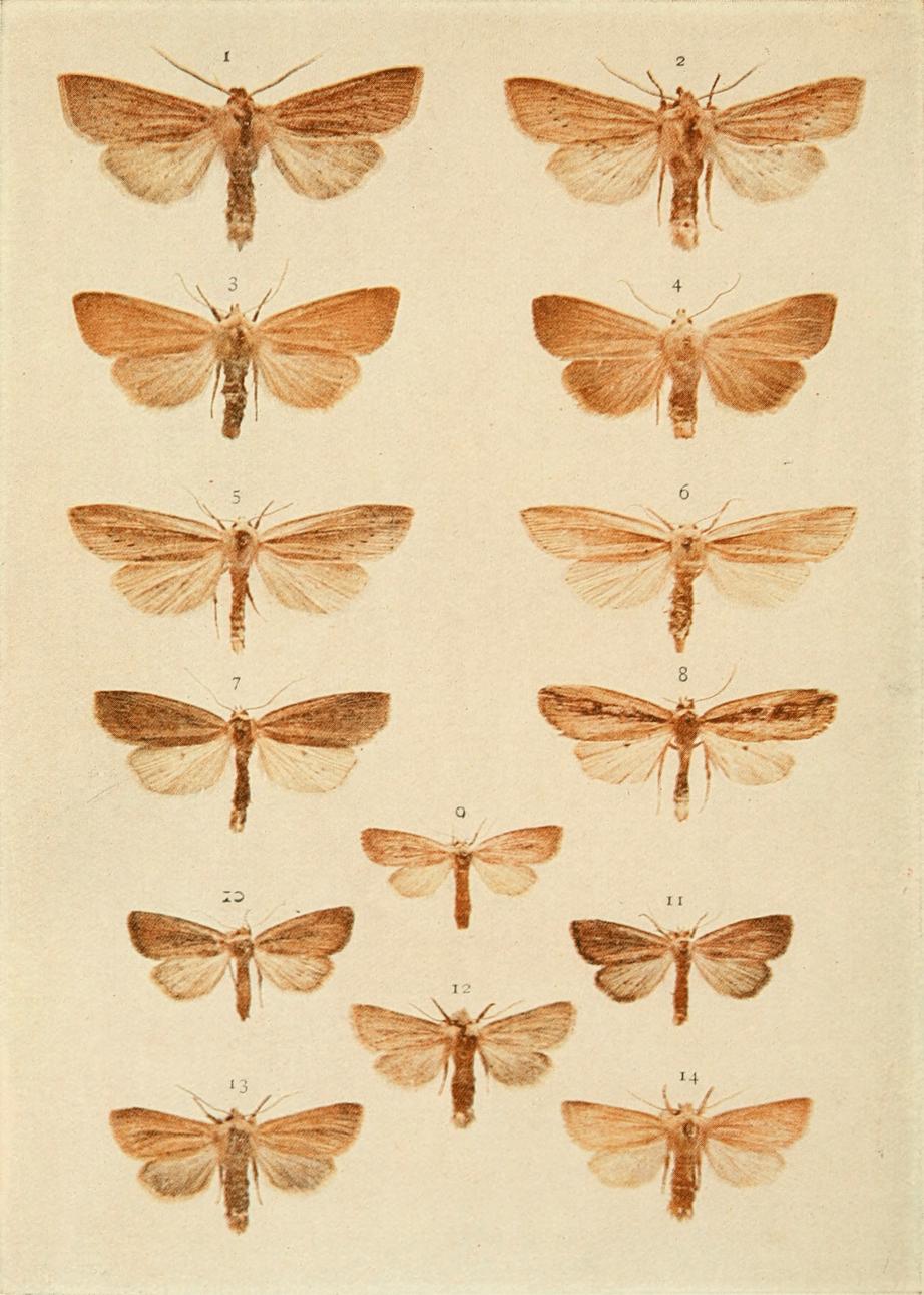 Plate 145 Plate 145