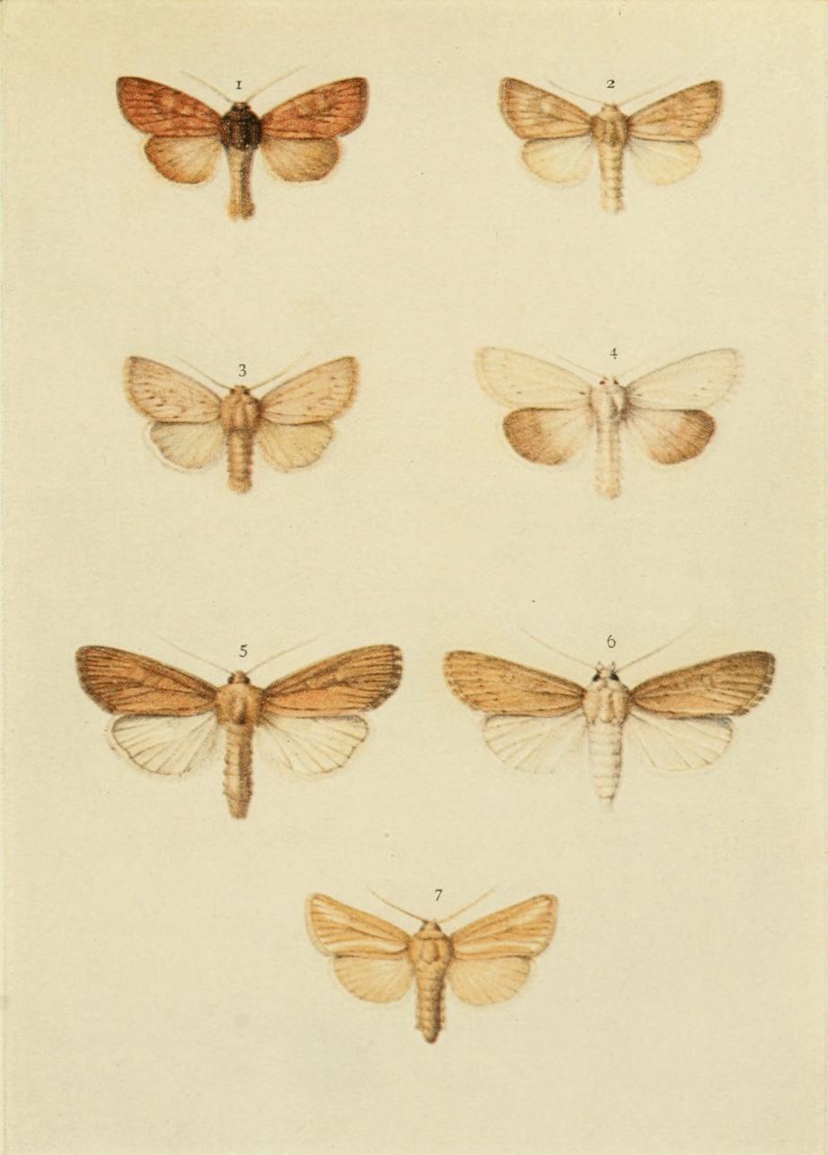 Plate 146 Plate 146