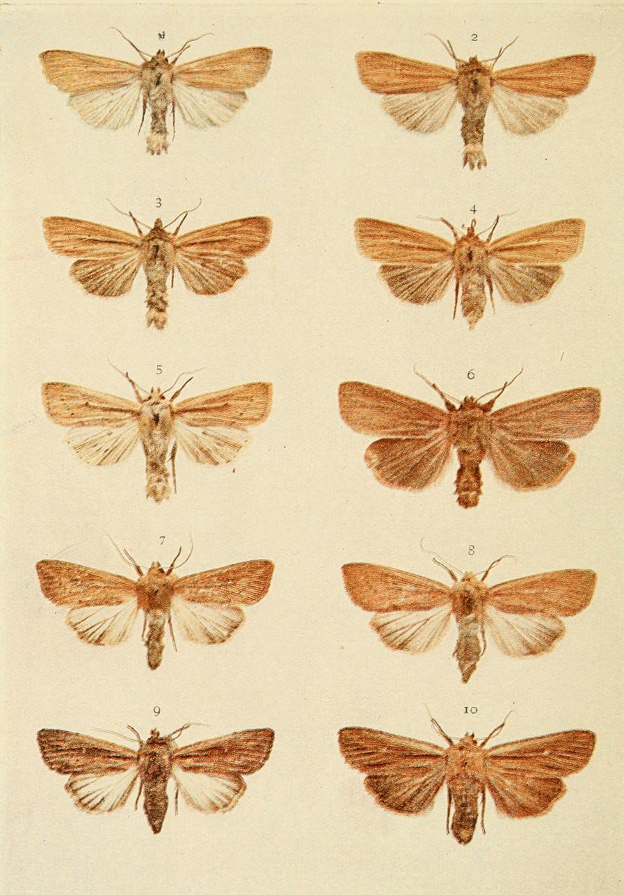 Plate 147 Plate 147