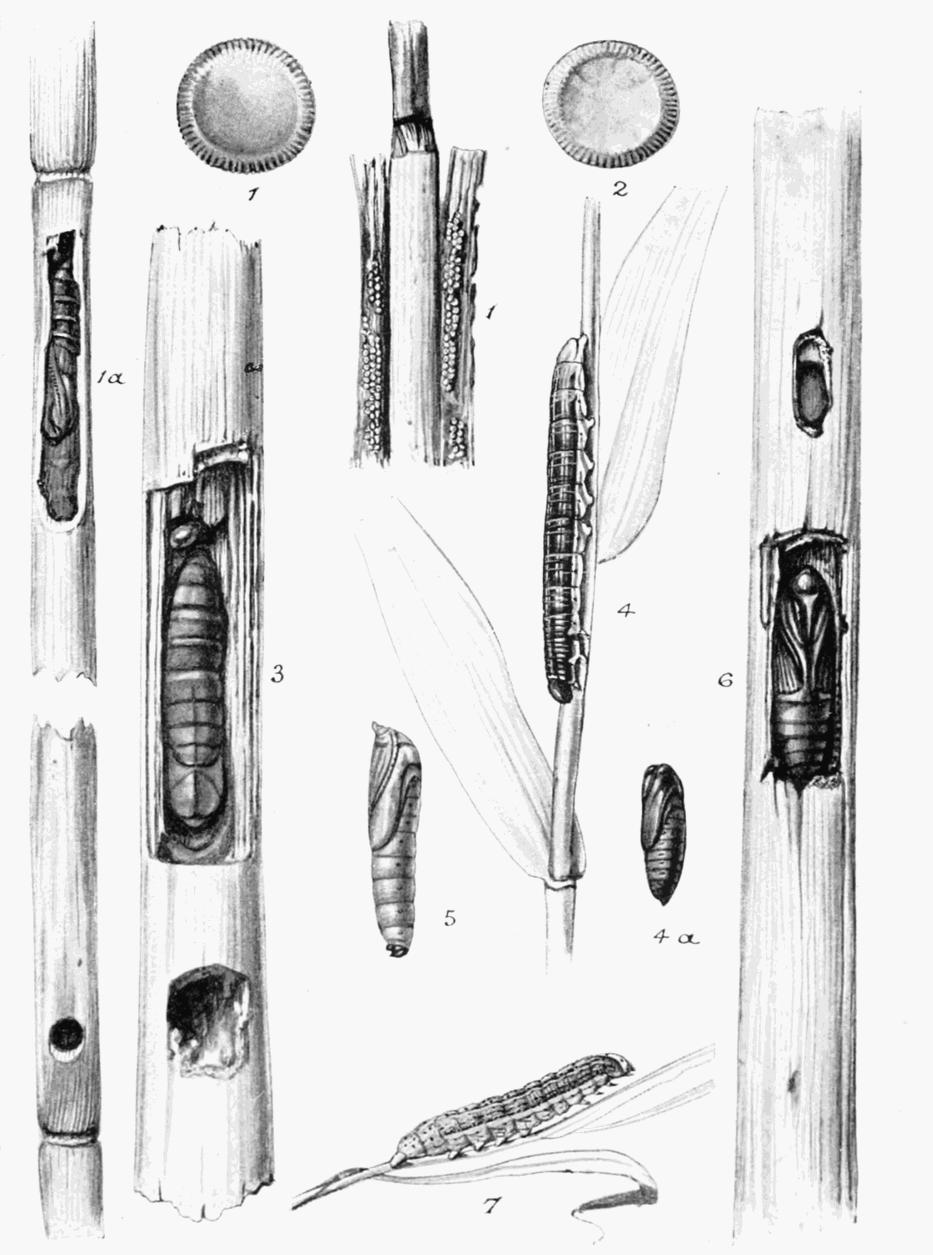 Plate 148 Plate 148