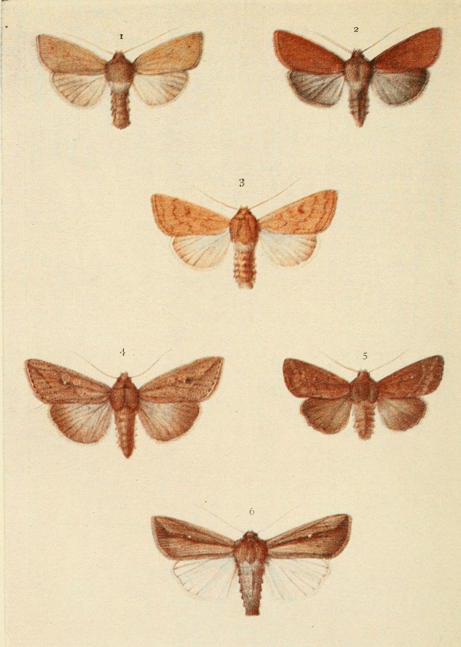 Plate 149 Plate 149