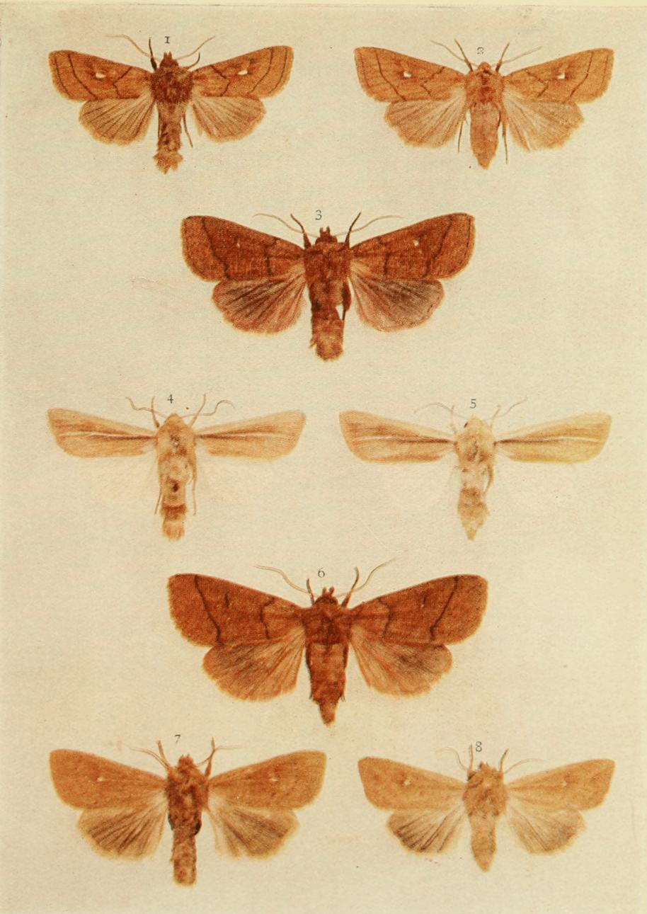 Plate 150 Plate 150