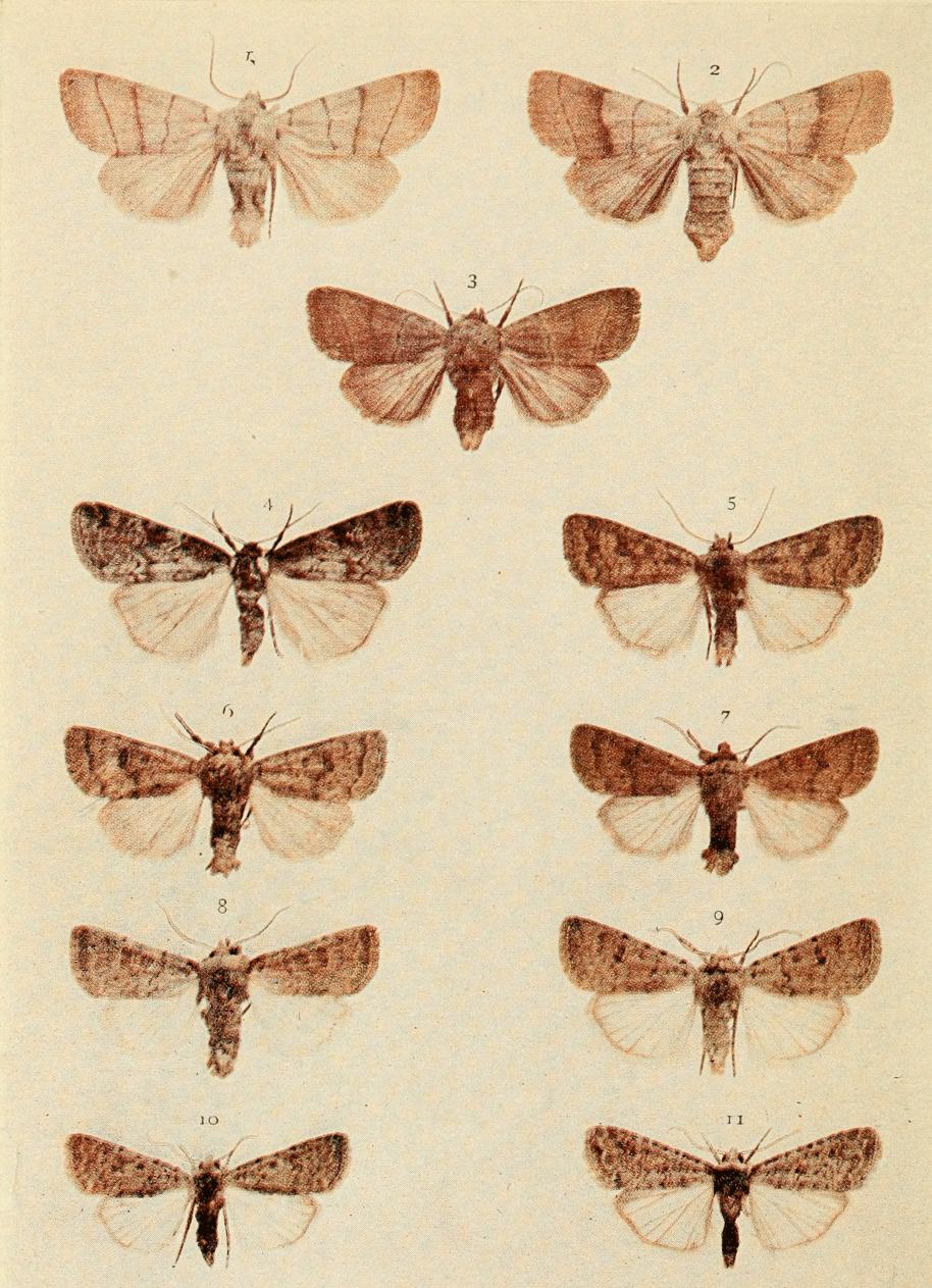 Plate 151 Plate 151