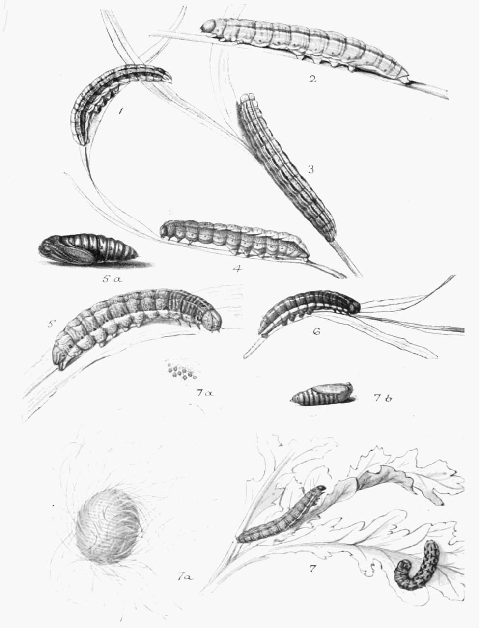 Plate 152 Plate 152