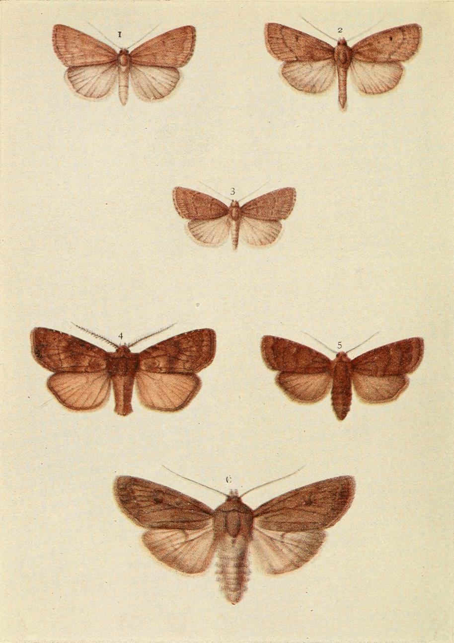 Plate 153 Plate 153