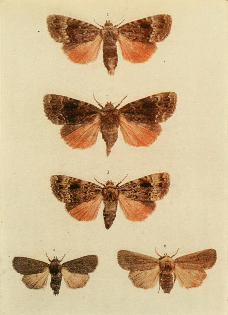 Plate 154 Plate 154