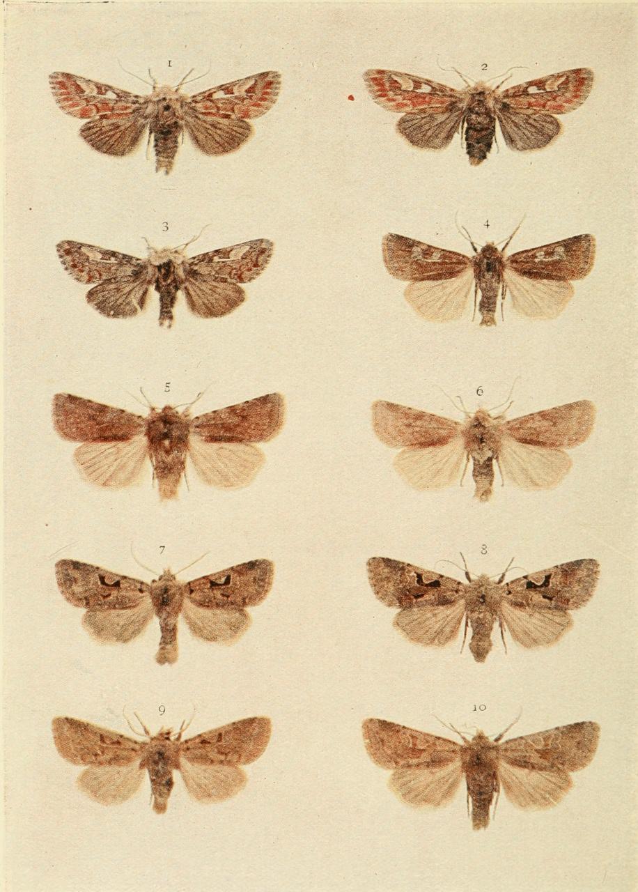 Plate 155 Plate 155