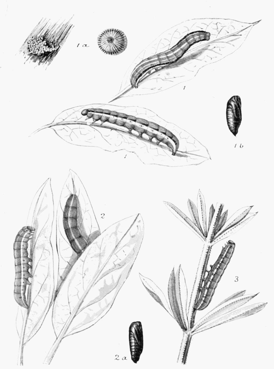 Plate 156 Plate 156