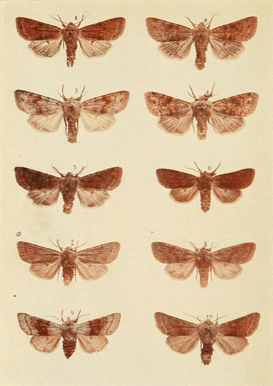 Plate 157 Plate 157