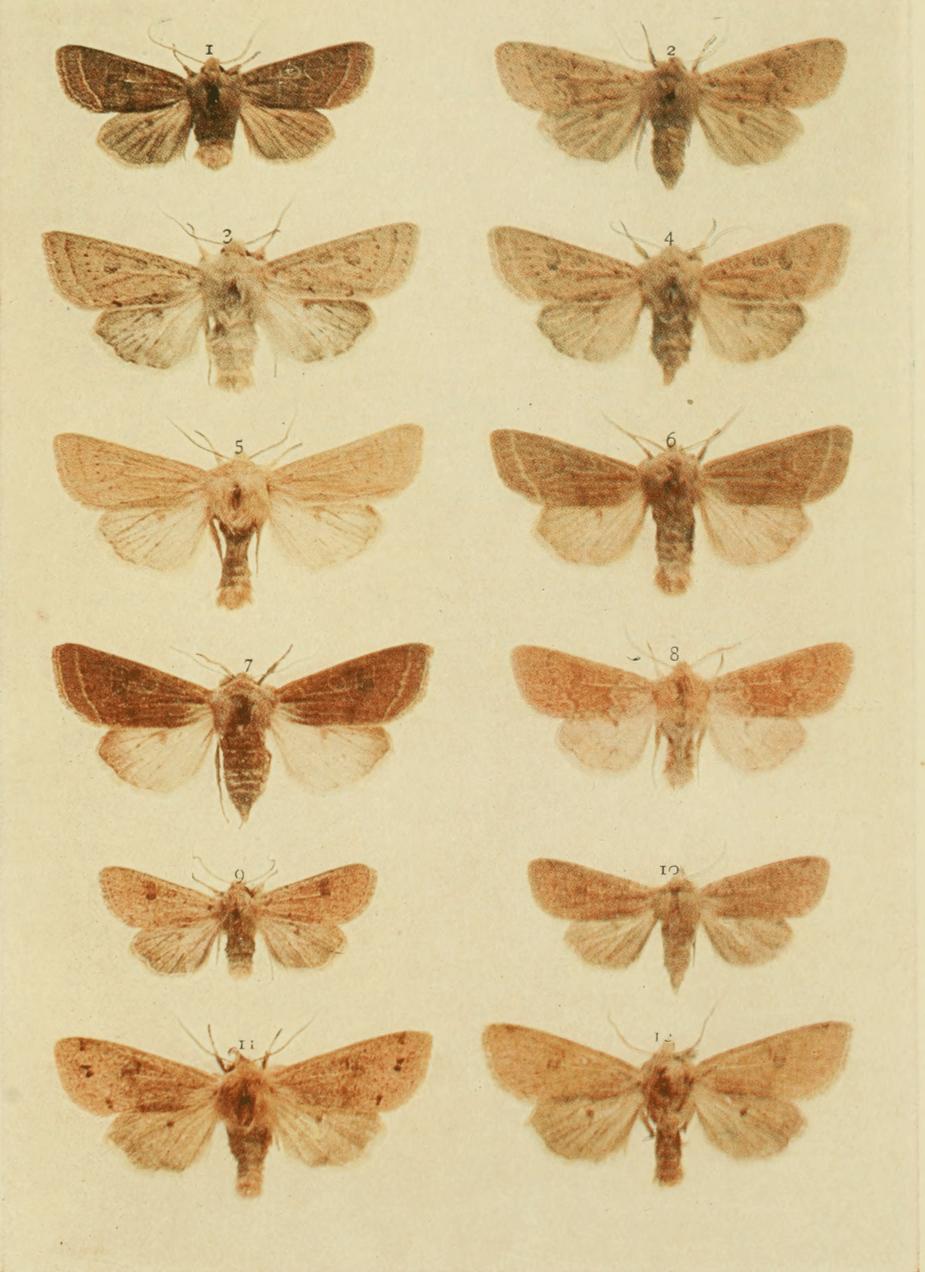 Plate 158 Plate 158