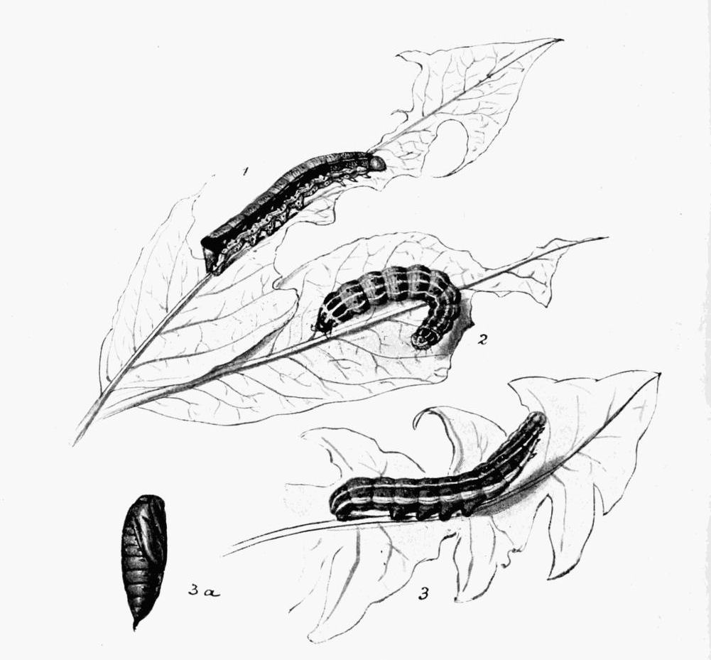 Plate 159 Plate 159