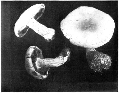 Figure 47.