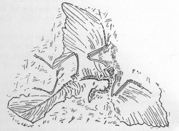 Archæopteryx