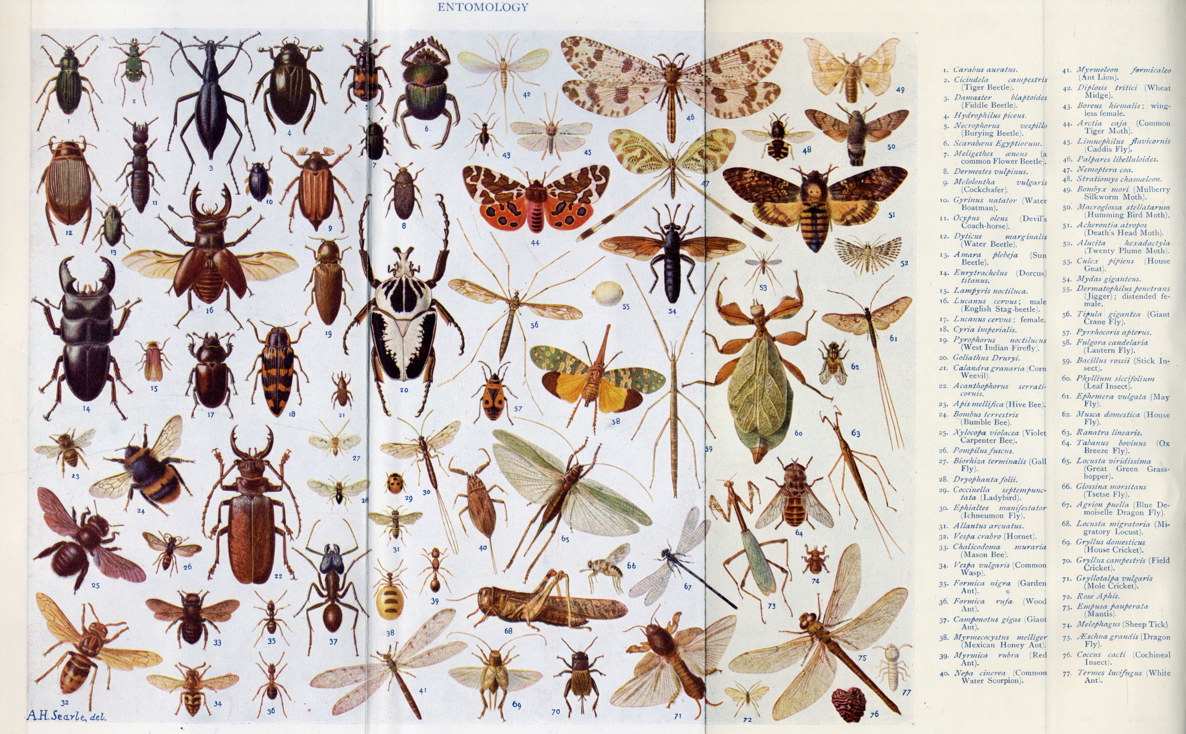 Entomology