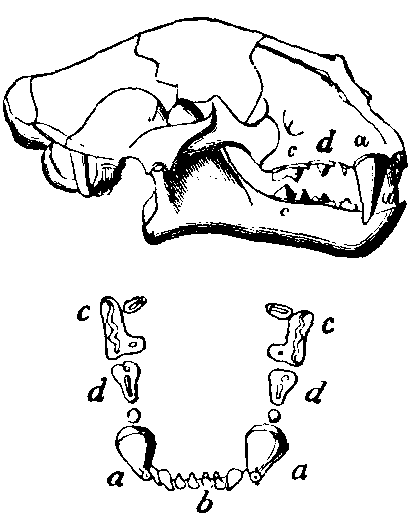 Teeth of Felidæ