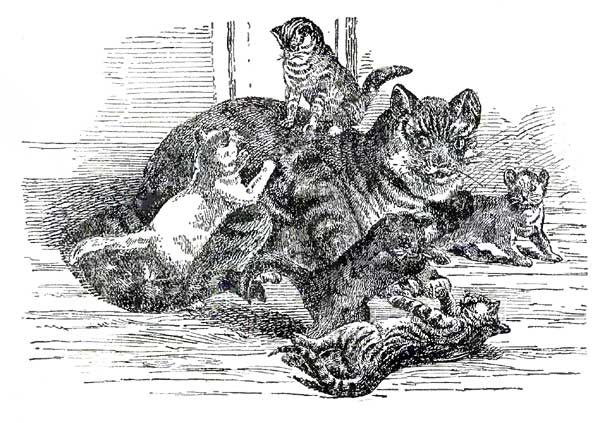 cat and kittens