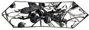 emblem