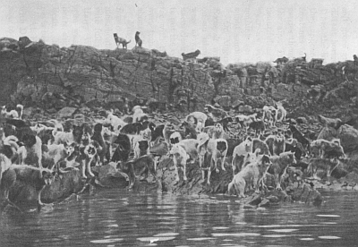ESKIMO DOGS OF THE EXPEDITION (246 IN ALL) ON SMALL ISLAND, ETAH FJORD ESKIMO DOGS OF THE EXPEDITION (246 IN ALL) ON SMALL ISLAND, ETAH FJORD